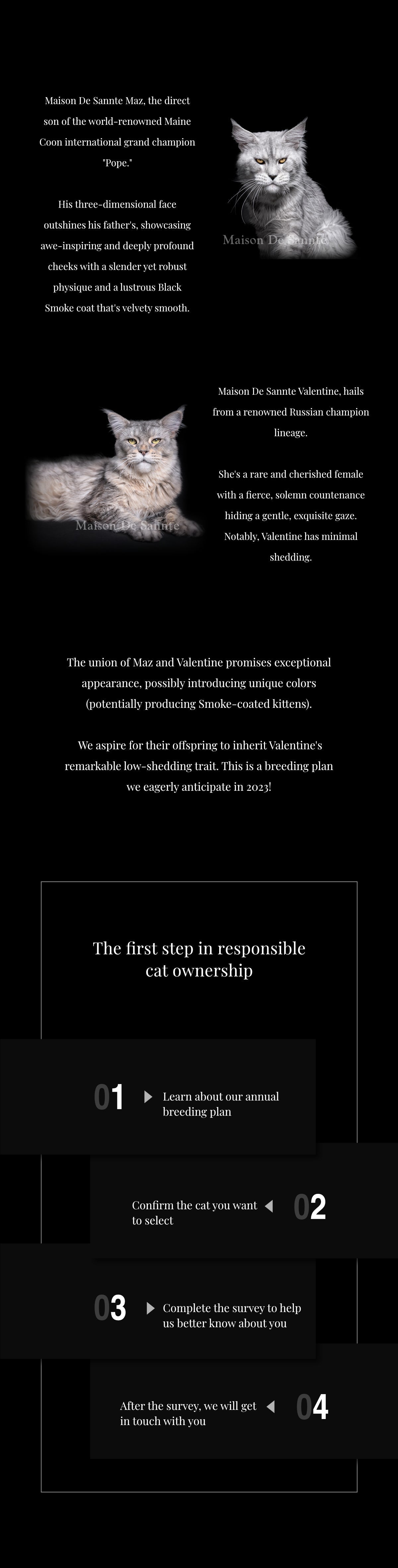 Premium Maine Coon and German Rex Cats for Sale