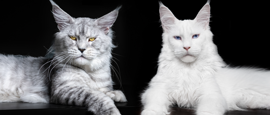 2023 Maison De Sannte Maine Coon Breeding Plan I