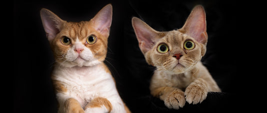 2023 Maison De Sannte Devon Rex Breeding Plan II