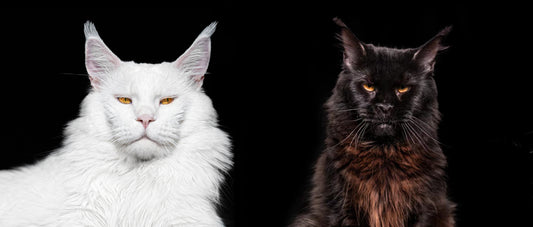 2023 Maison De Sannte Maine Coon Breeding Plan III