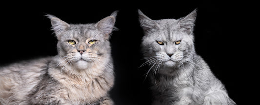 2023 Maison De Sannte Maine Coon Breeding Plan IV