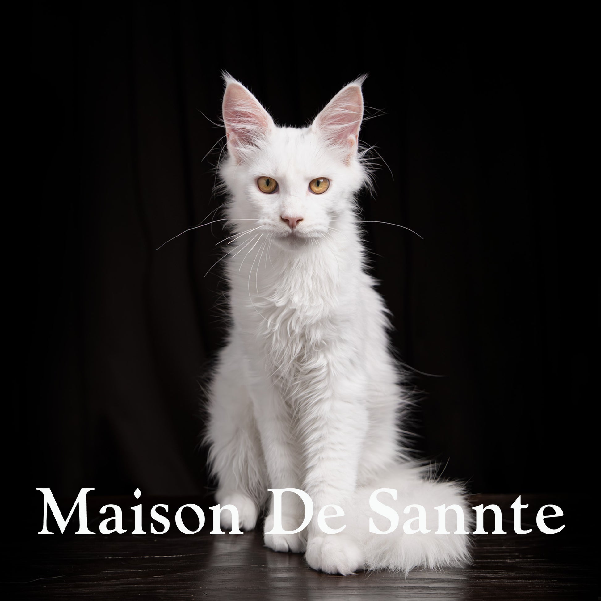 High-End Pet Breeding with Superior Bloodlines