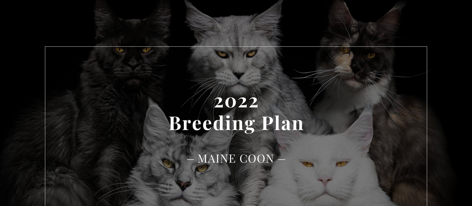 Premium Maine Coon and German Rex Cats for Sale