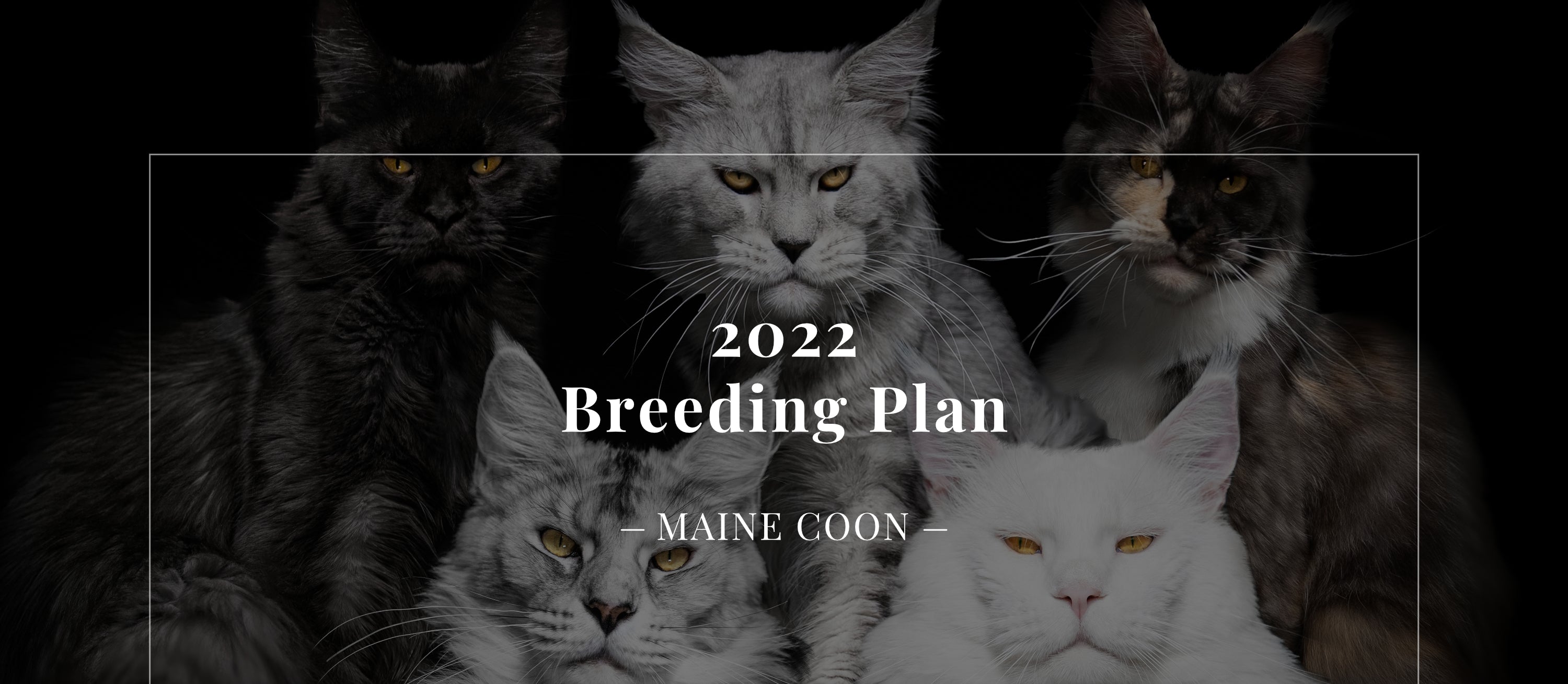 Premium Maine Coon and German Rex Cats for Sale