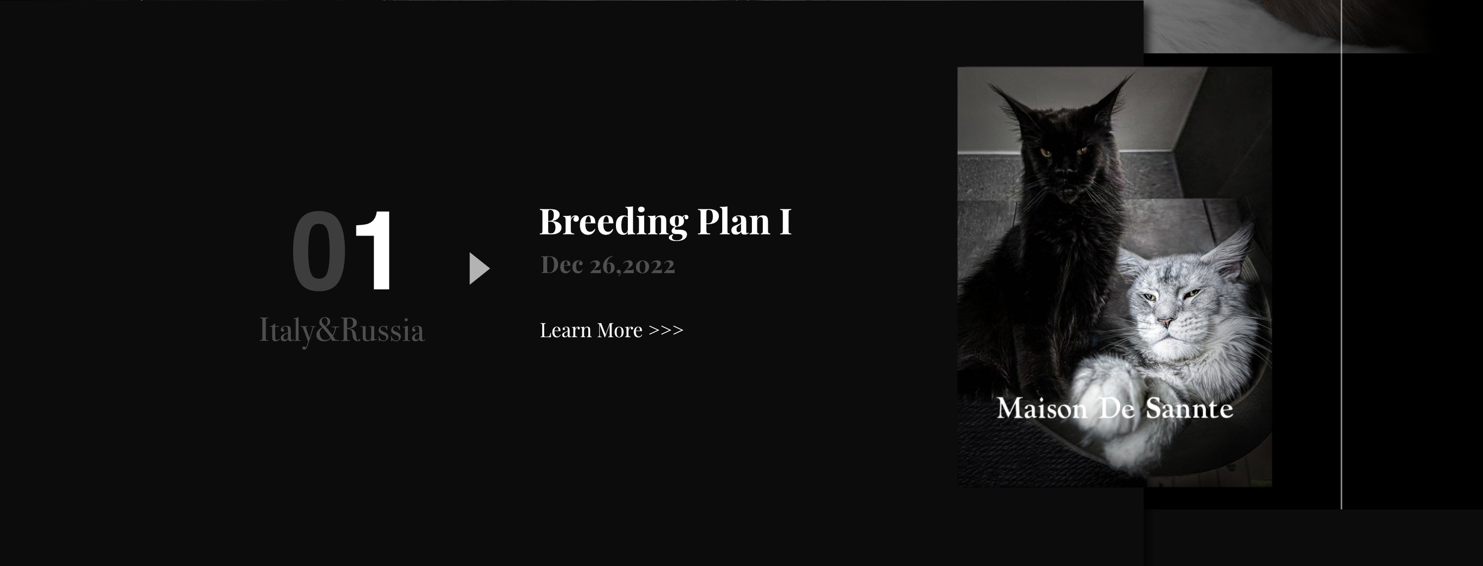 Premium Maine Coon and German Rex Cats for Sale