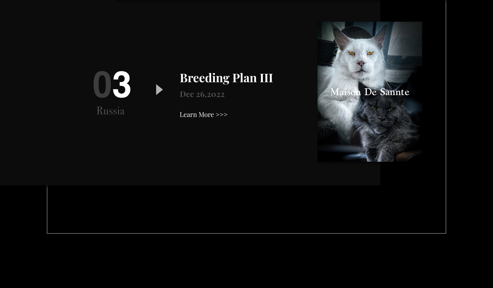 Premium Maine Coon and German Rex Cats for Sale