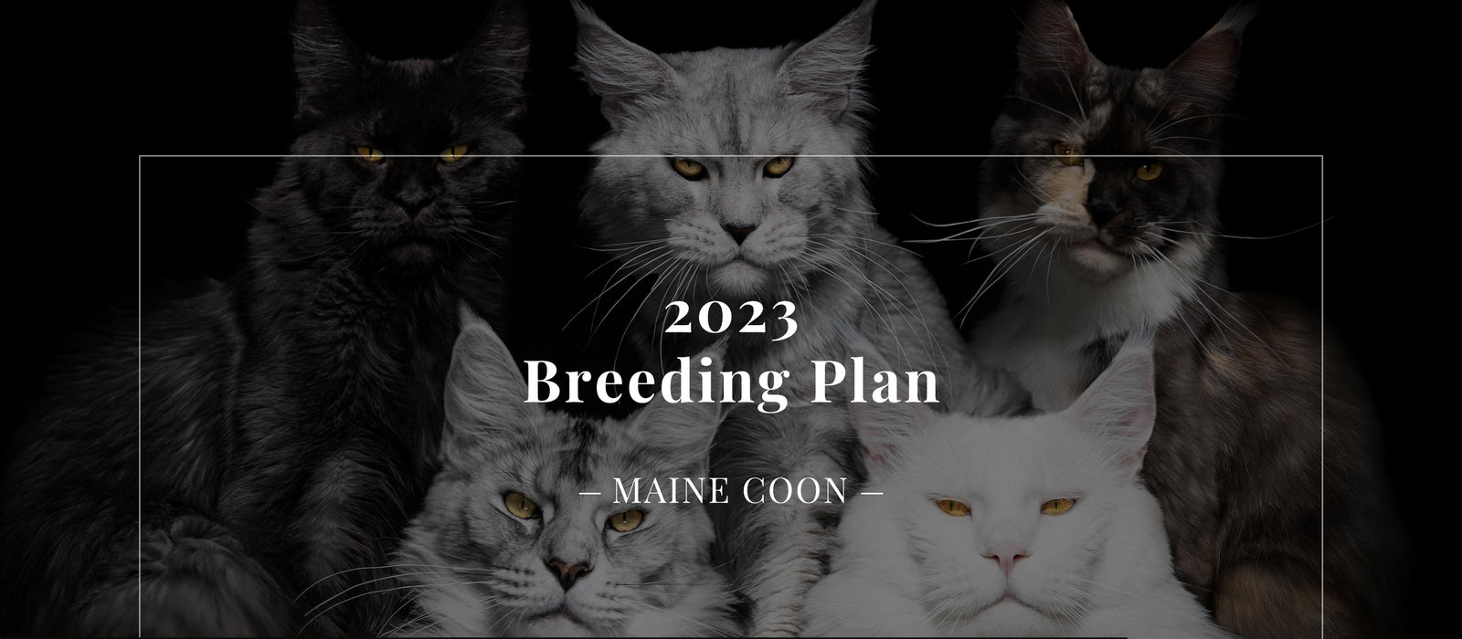 Premium Maine Coon and German Rex Cats for Sale