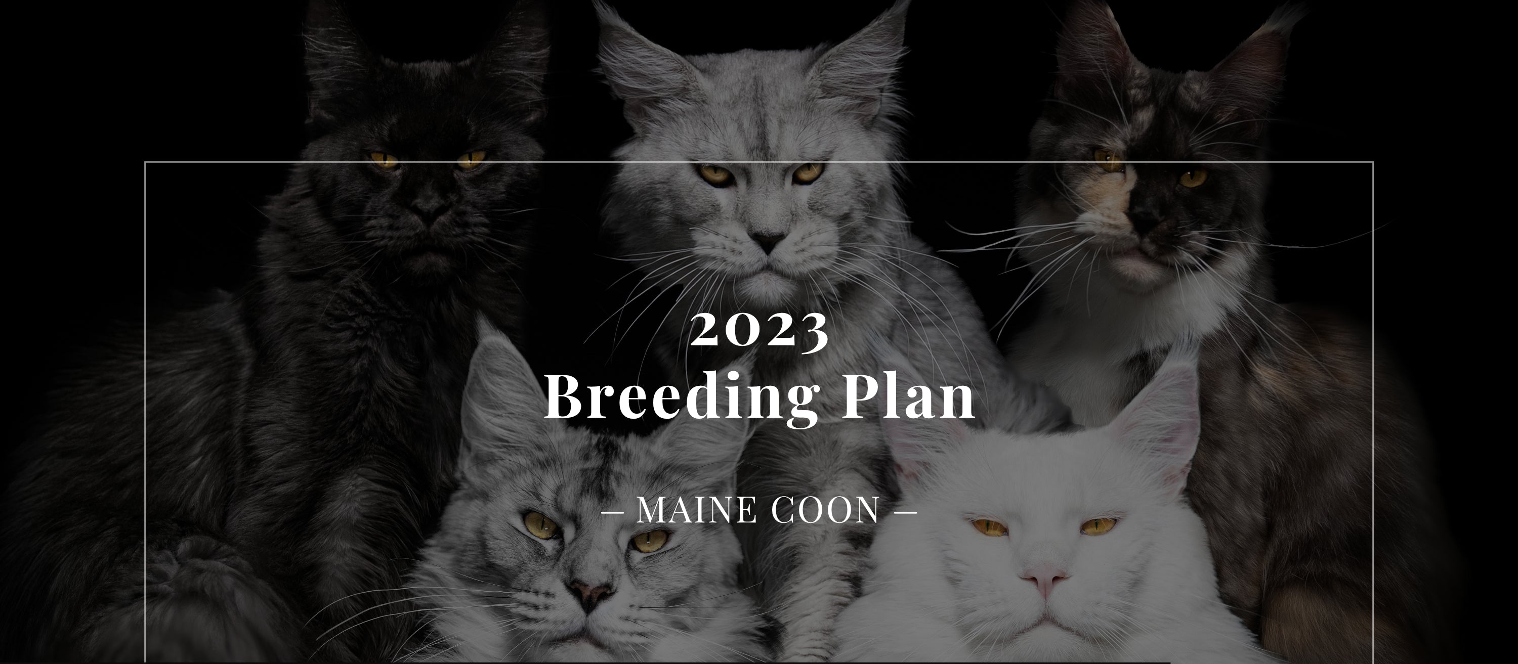 Premium Maine Coon and German Rex Cats for Sale