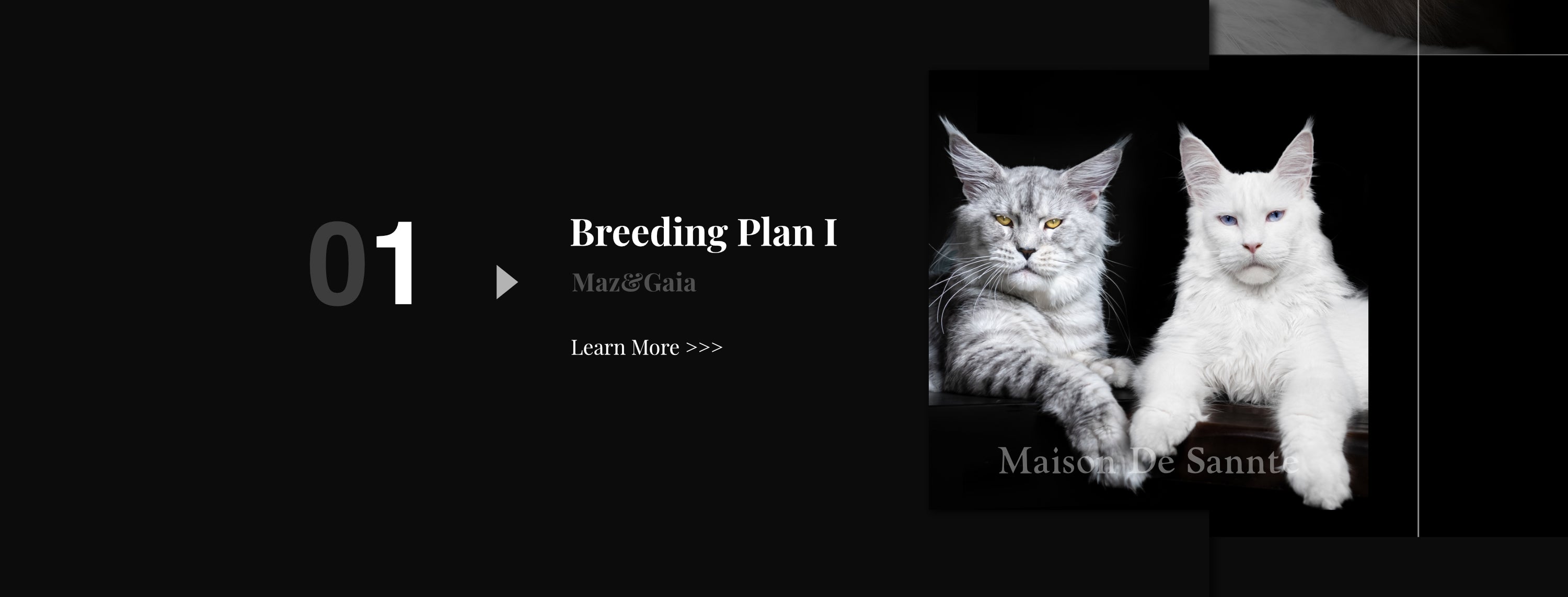 Premium Maine Coon and German Rex Cats for Sale