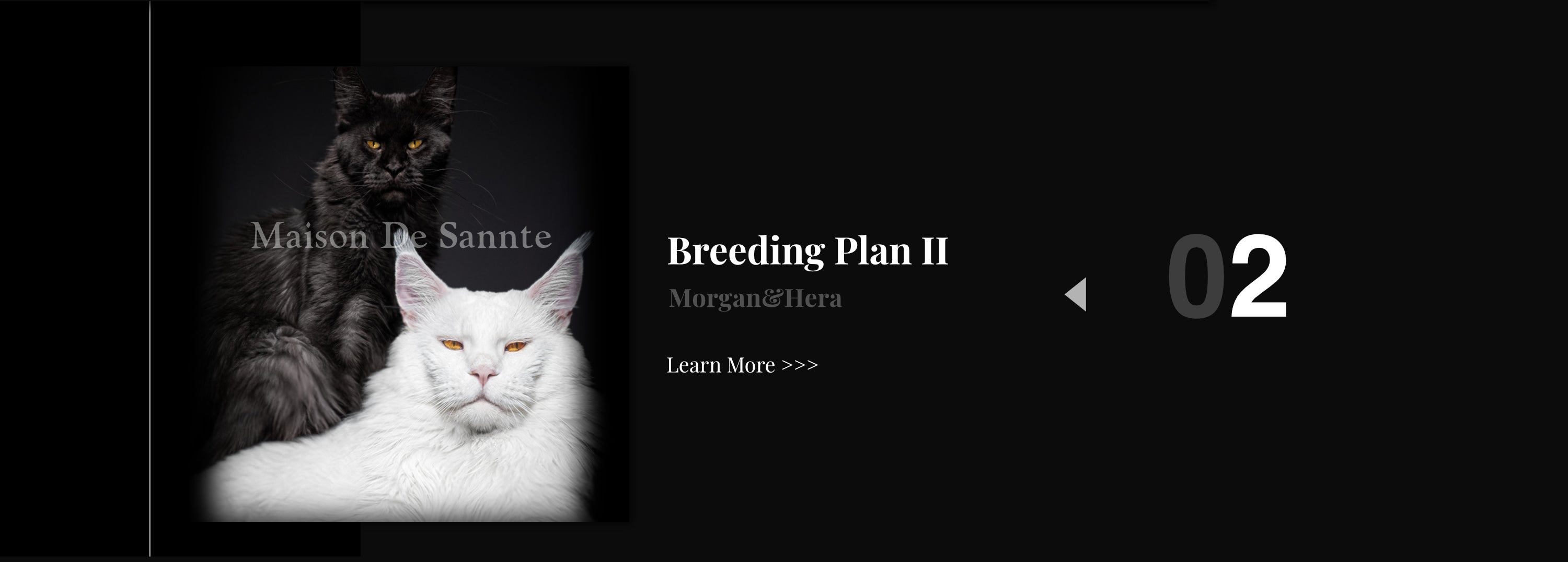 Premium Maine Coon and German Rex Cats for Sale