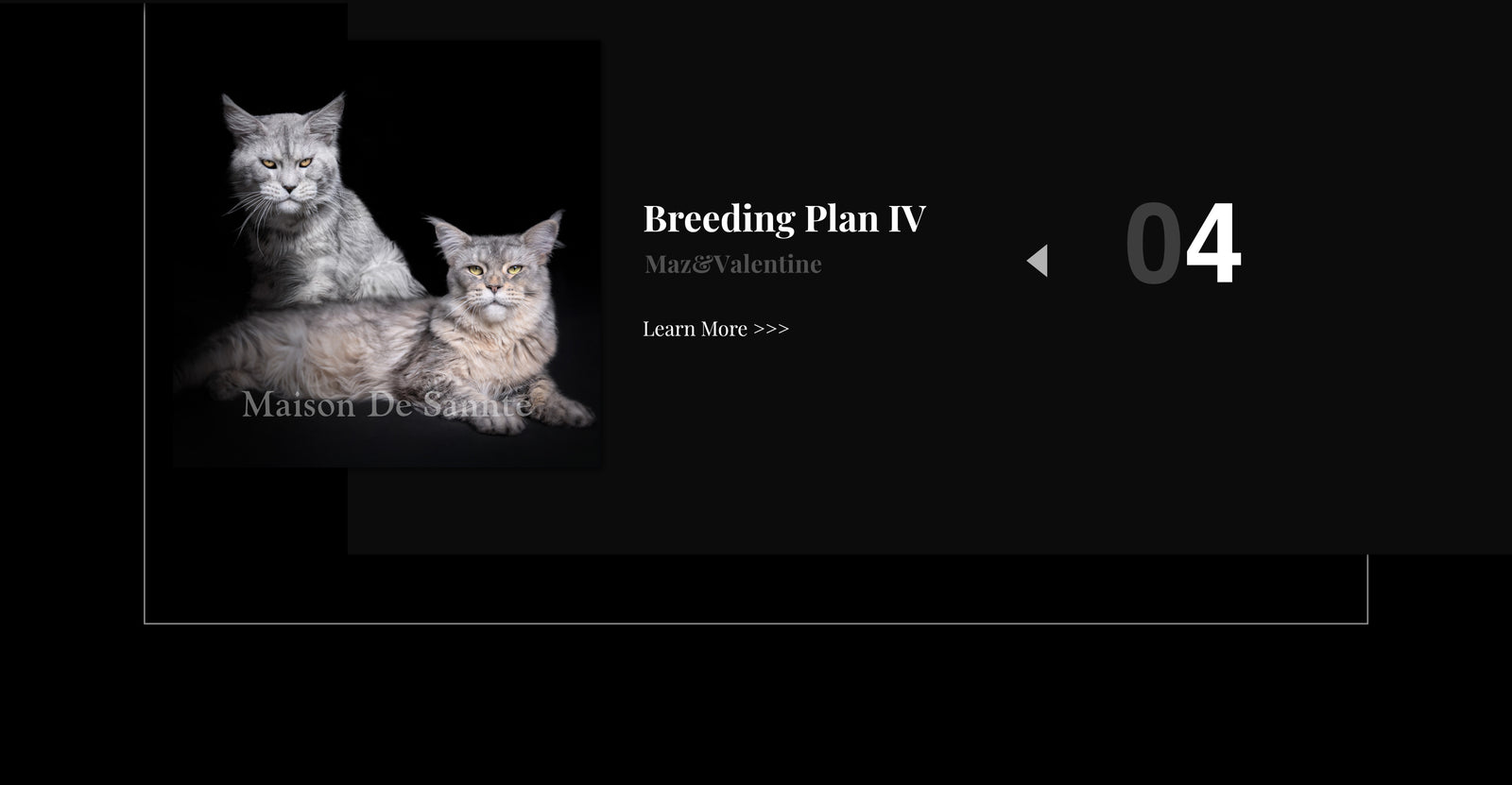 Premium Maine Coon and German Rex Cats for Sale