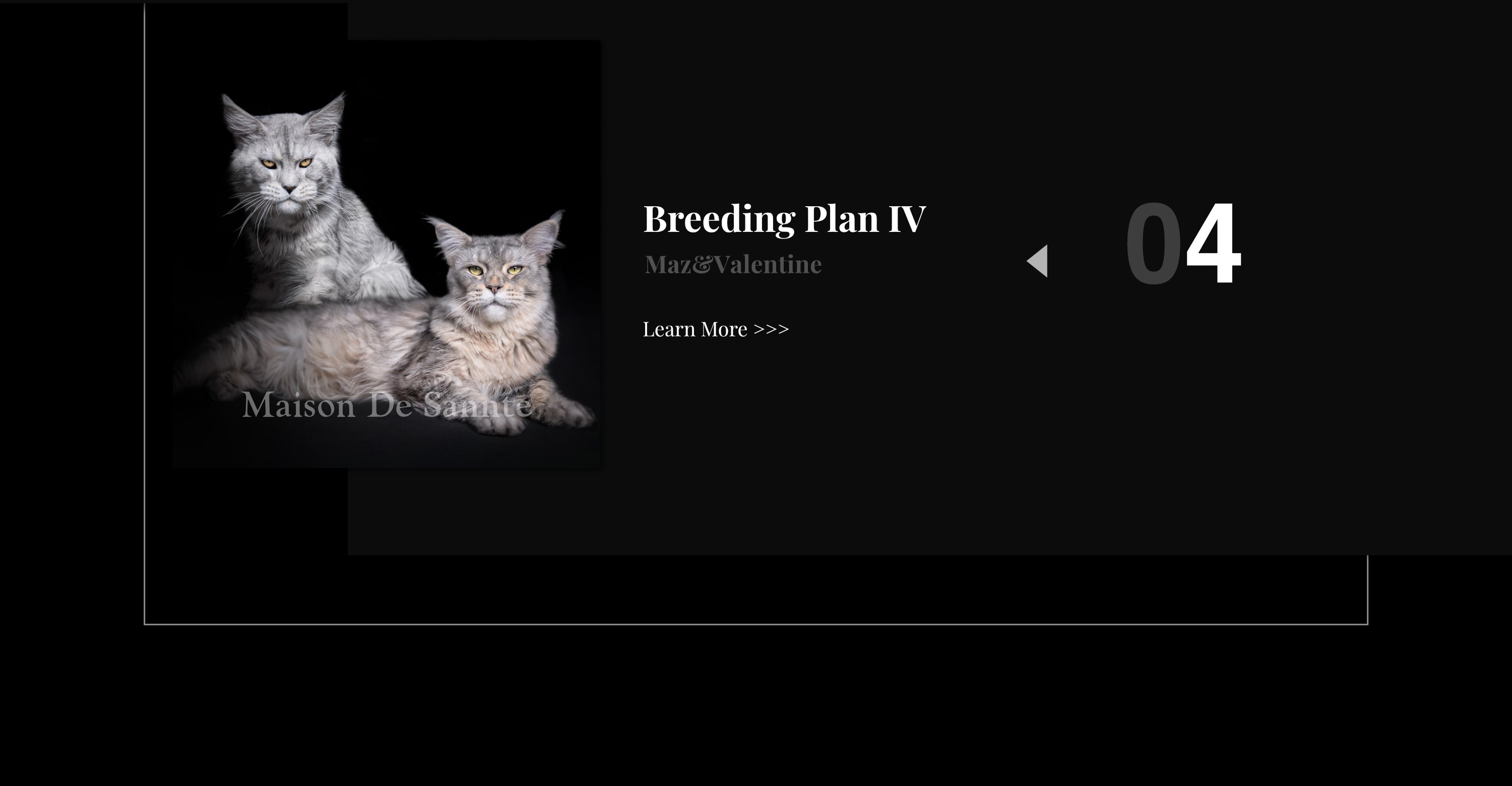 Premium Maine Coon and German Rex Cats for Sale