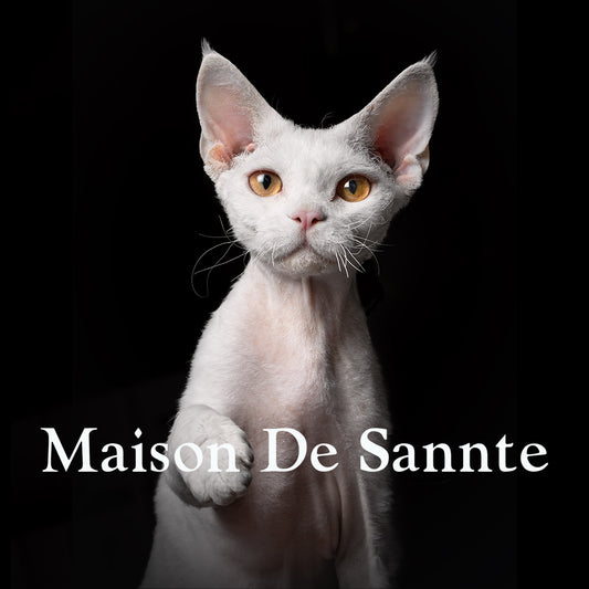 Premium Maine Coon and German Rex Cats for Sale
