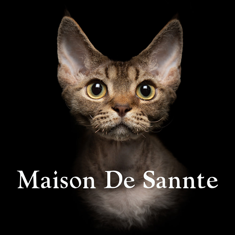 Premium Maine Coon and German Rex Cats for Sale