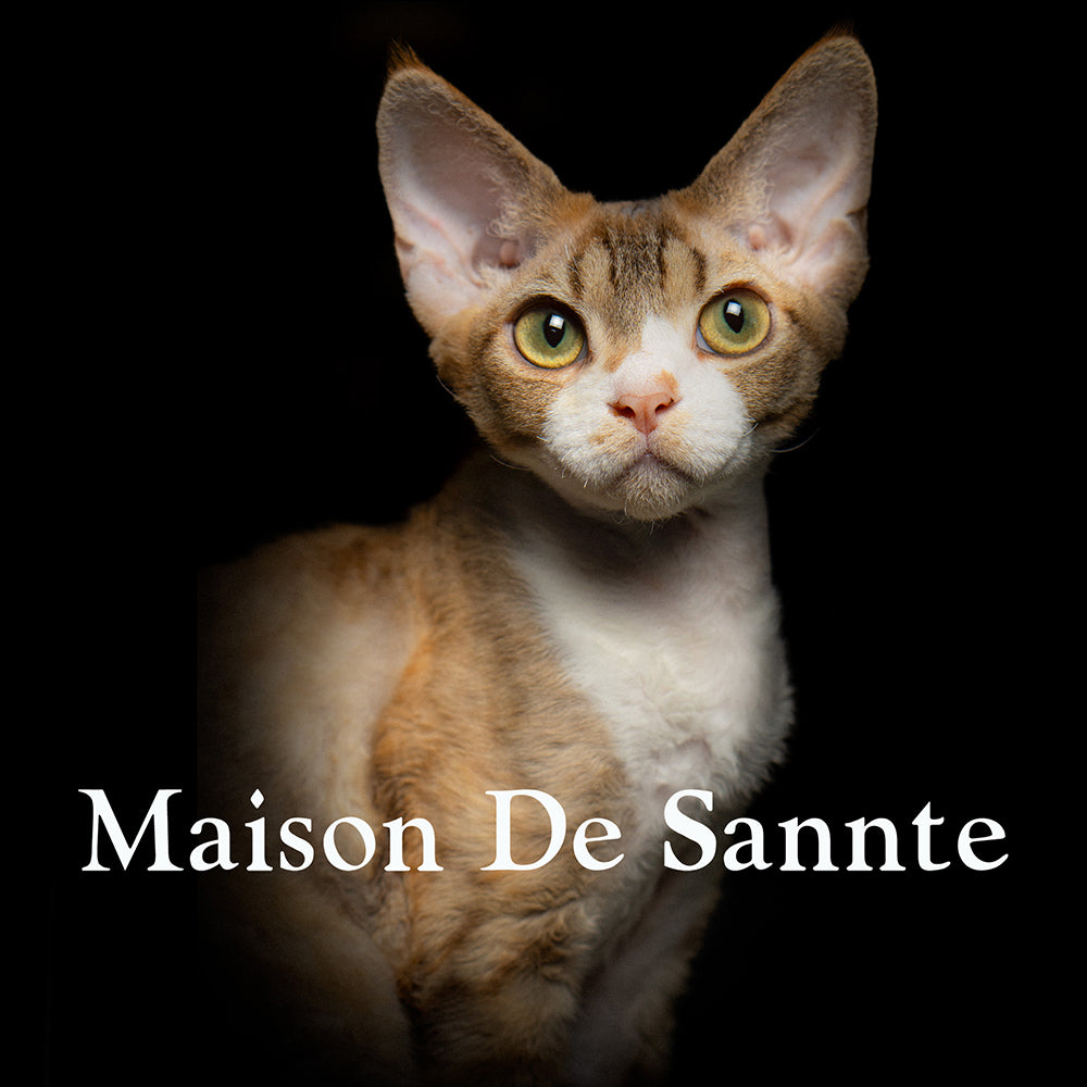 Premium Maine Coon and German Rex Cats for Sale