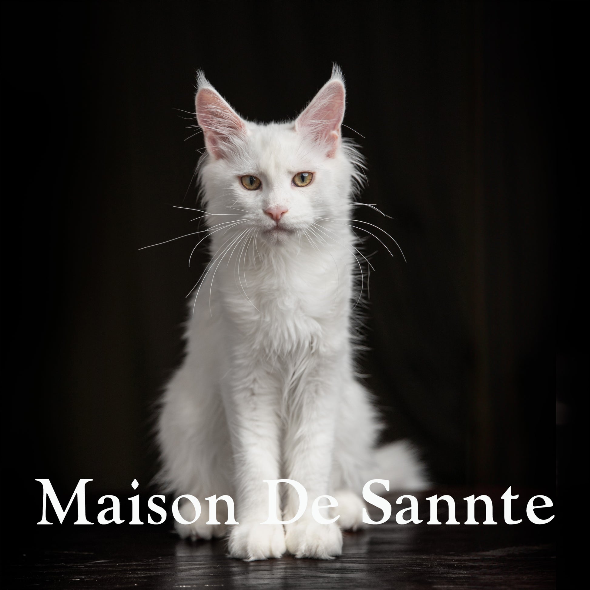 High-End Pet Breeding with Superior Bloodlines