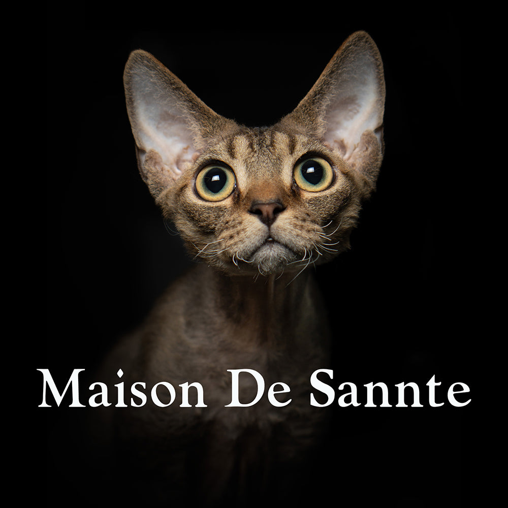 Premium Maine Coon and German Rex Cats for Sale