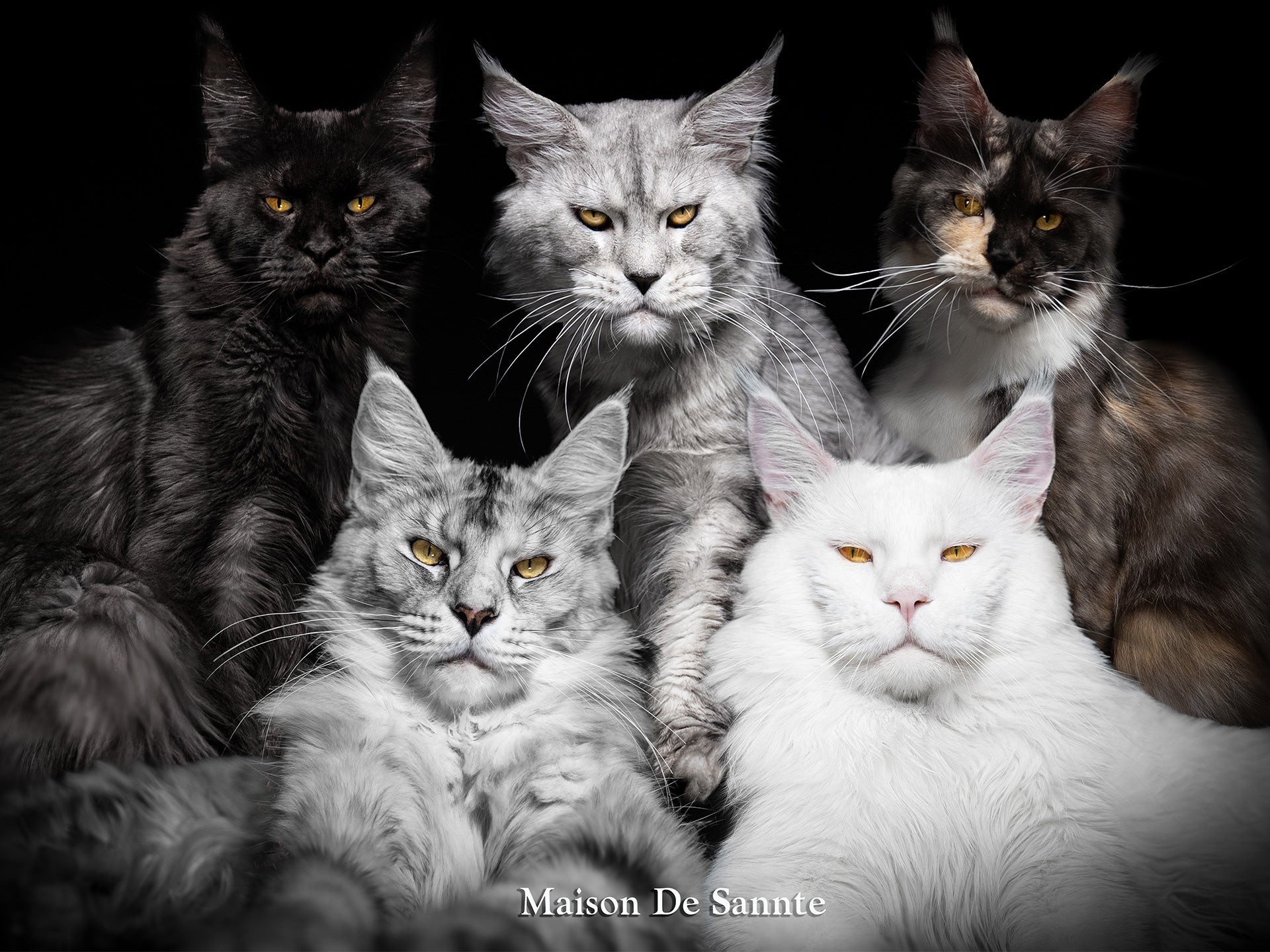 High-End Pet Breeding with Superior Bloodlines